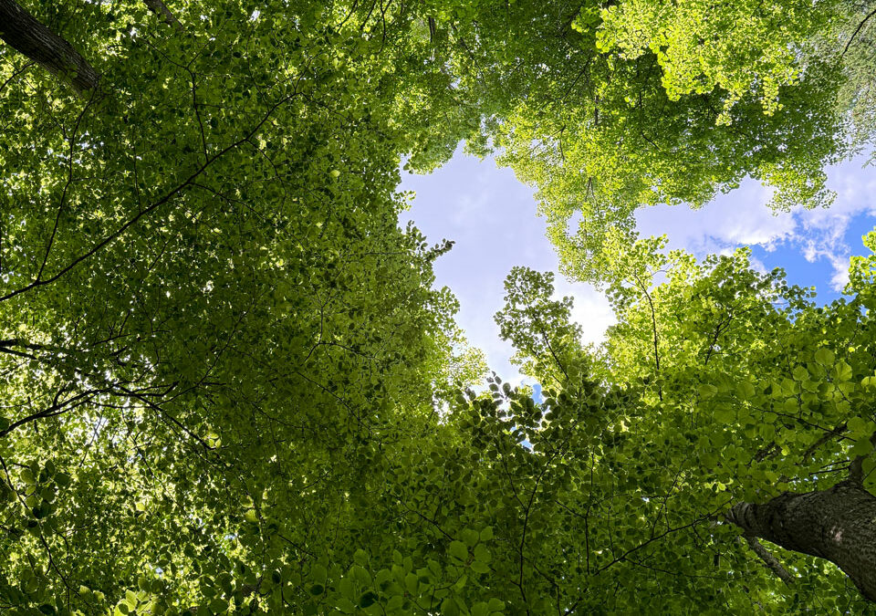 Waldbaden auf dem Üetliberg